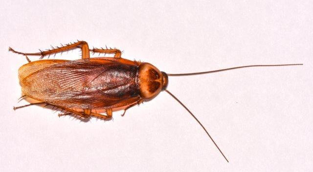 image of american cockroach from top