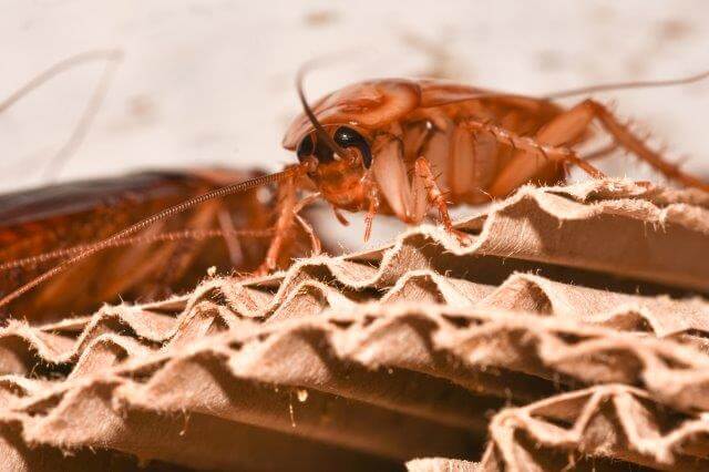 photo of american cockroach on cardboard