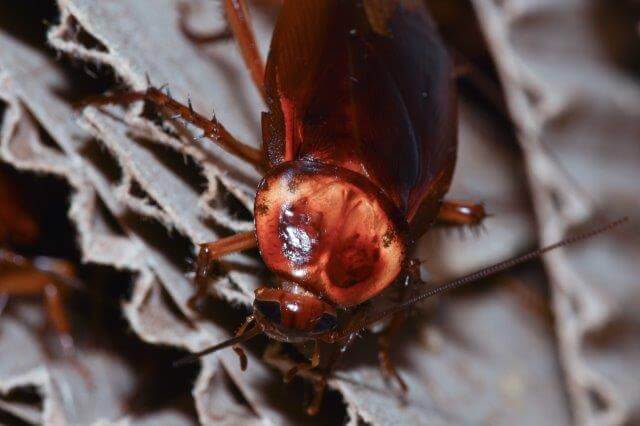 closeup picture of american cockroach