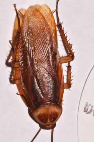 top view picture of american cockroach