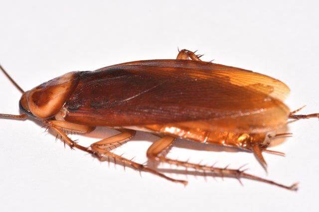 What does a cockroach look like?