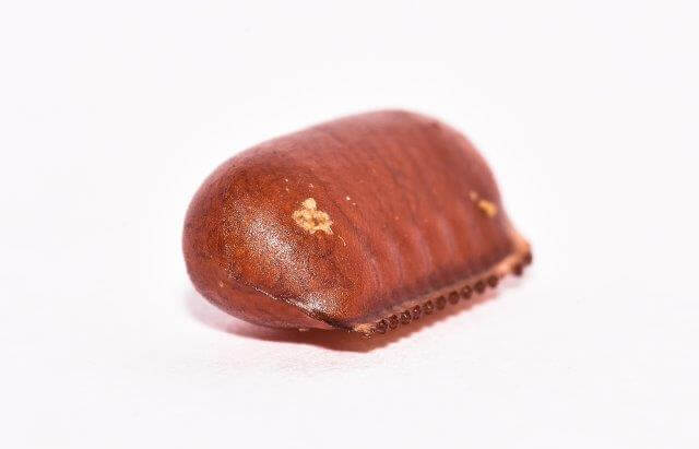 american cockroach egg closeup