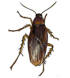 american cockroach illustration