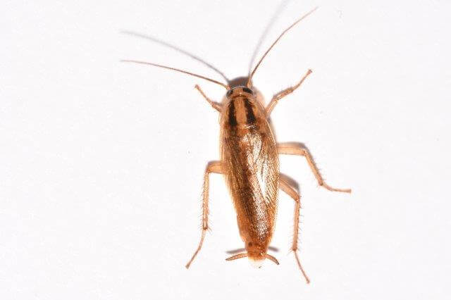 overhead picture of male german cockroach