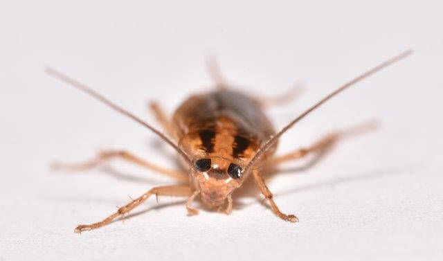 photo of german cockroach from front - head view