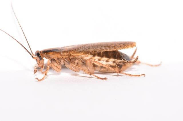 side view of german cockroach