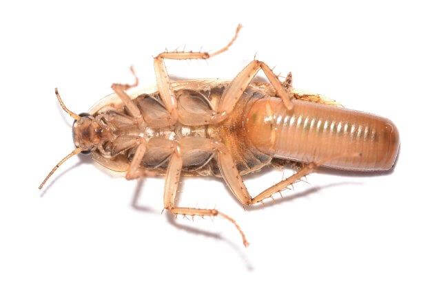 german cockroach underside with egg capsule