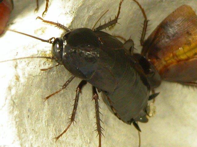 oriental cockroach climbing