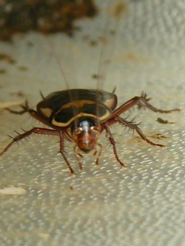 oriental cockroach from front - view of head