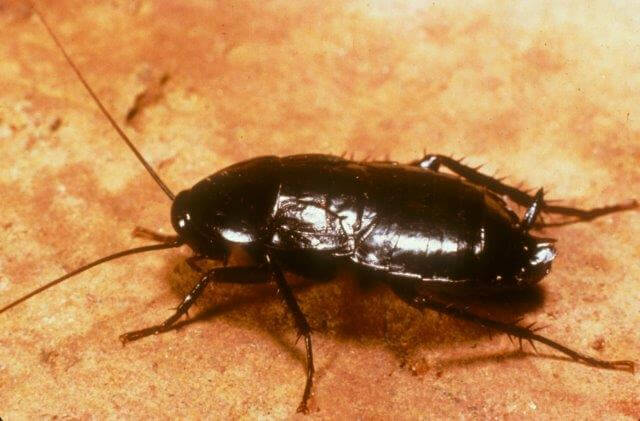 image of oriental cockroach from side
