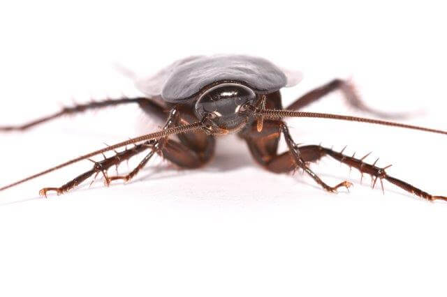 photo of smokybrown cockroach - front view