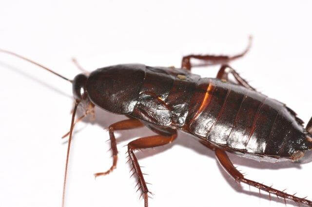 side view of smokybrown cockroach