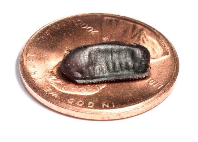 smokybrown cockroach egg capsule size photo with penny
