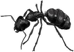 Illustration of Carpenter Ant