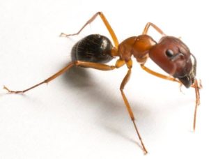 Image of Carpenter Ant