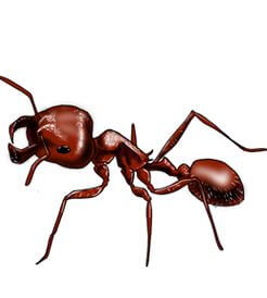 Illustration of a Harvester Ant