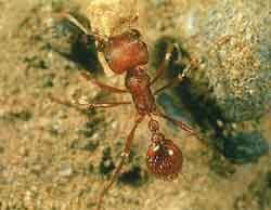 Image of Harvester Ant