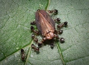 Picture of Acrobat Ants Eating a Bug on a Leaf