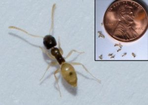 Large Picture of Ghost Ant and Picture of Ghost Ants next to a Penny to Show Size Comparison