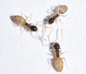 Picture of Three Ghost Ants