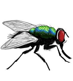 Illustration of a Blow Fly