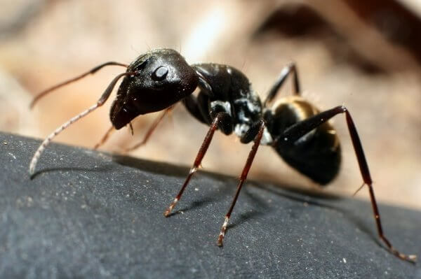 Pictures of Ants: Ant Photo Gallery with Images