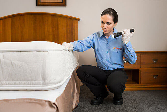 Western Pest How We Get Rid Of Ants