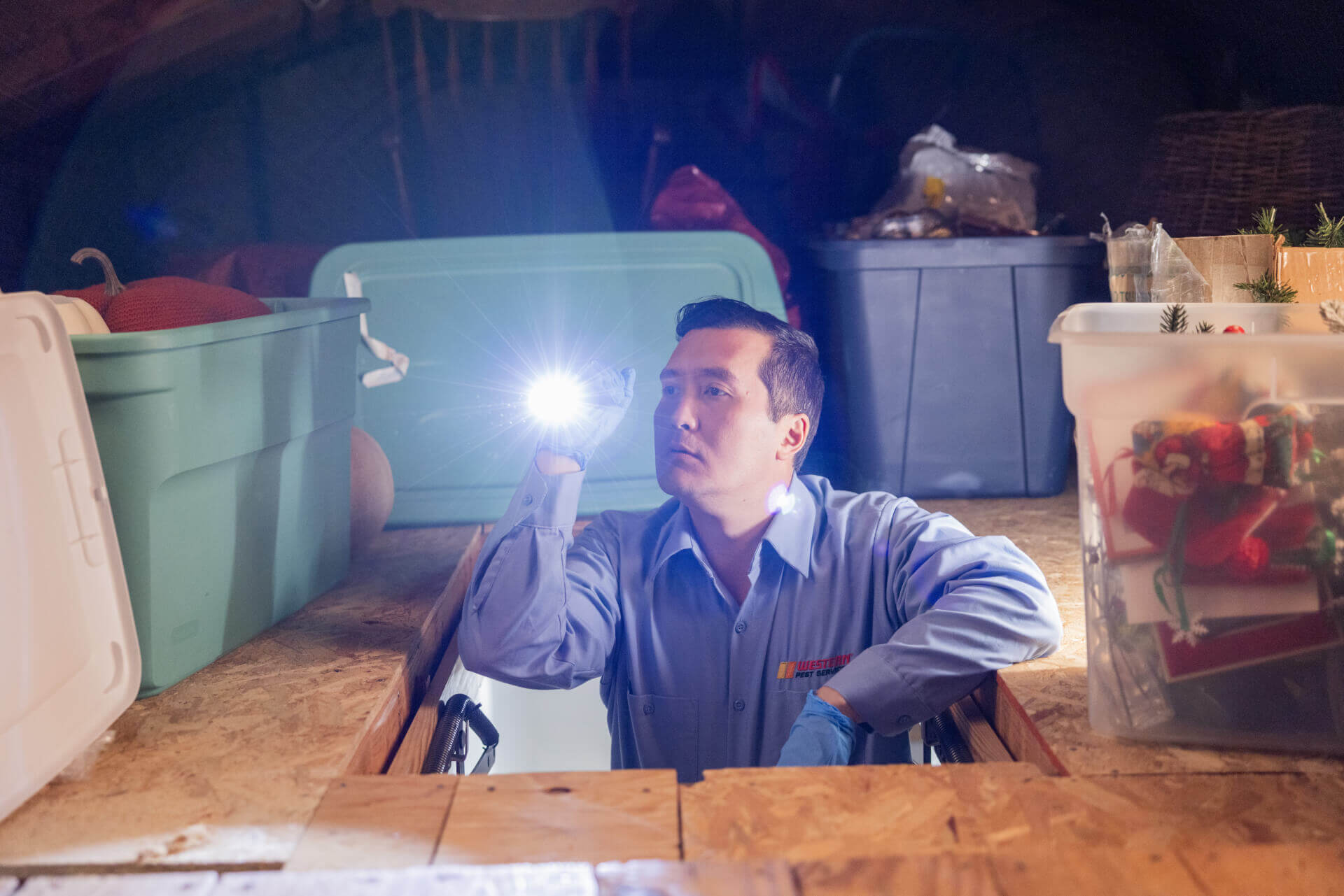 Western Pest How We Get Rid Of Ants