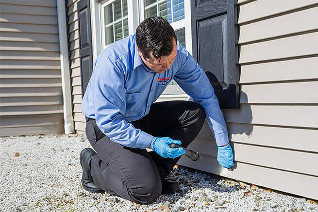 Western Pest How We Get Rid Of Ants