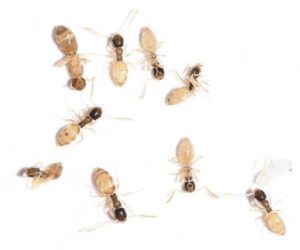 Picture of a Group of Ghost Ants 