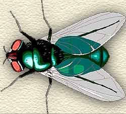 Illustration of Bottle Fly