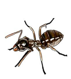 Illustration of Odorous House Ant