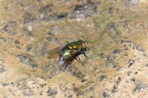 Picture of Bottle Fly on Dirt
