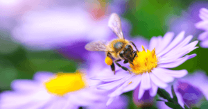 A bee delicately enjoying the nectar of a summer flower