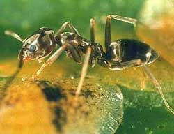 Picture of Argentine Ant