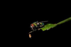 Picture of Bottle Fly Hanging from a Leaf