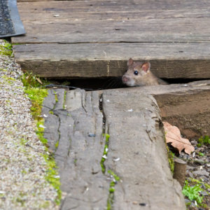 mouse entering home via crack during autumn