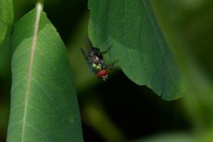 Image of Bottle Fly Upside Down on Big Leaf