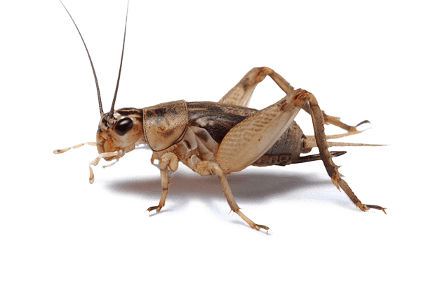 picture of a cricket