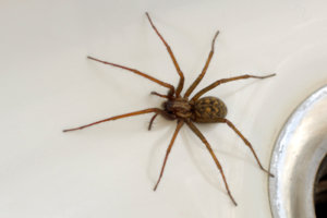 house spider in a sink near the drain