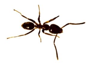 Illustration of Argentine Ant