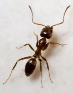 Picture of Argentine Ant
