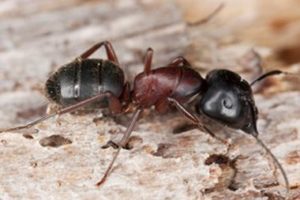 Picture of Carpenter Ant