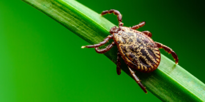 ticks with brown shell