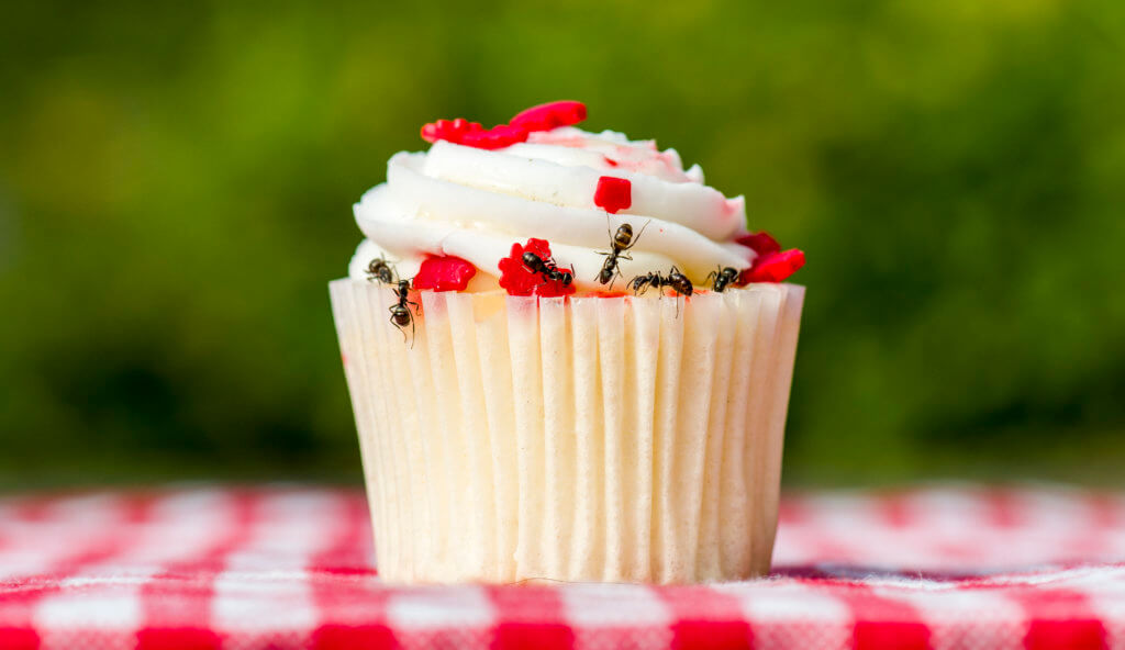 ants on a cupcake