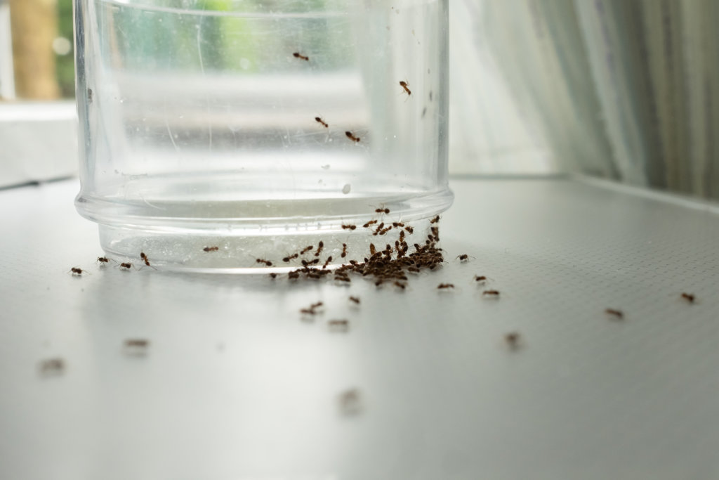 ants searching for sweet residue on a glass