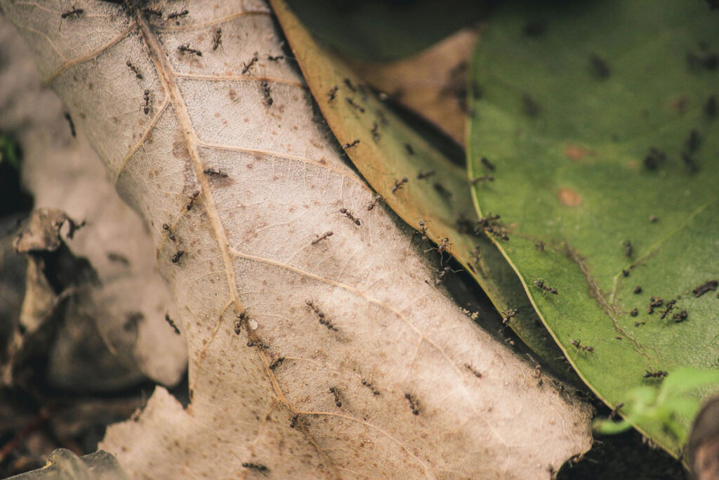 Are Ants Dangerous? Understanding the Health Risks of an Infestation