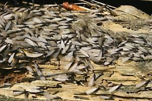 Discarded Wings Shed by Swarming Termites