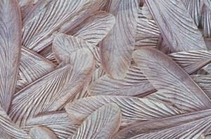 Discarded Wings Shed by Swarming Termites