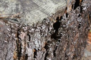 A Termite Infested Tree Stump
